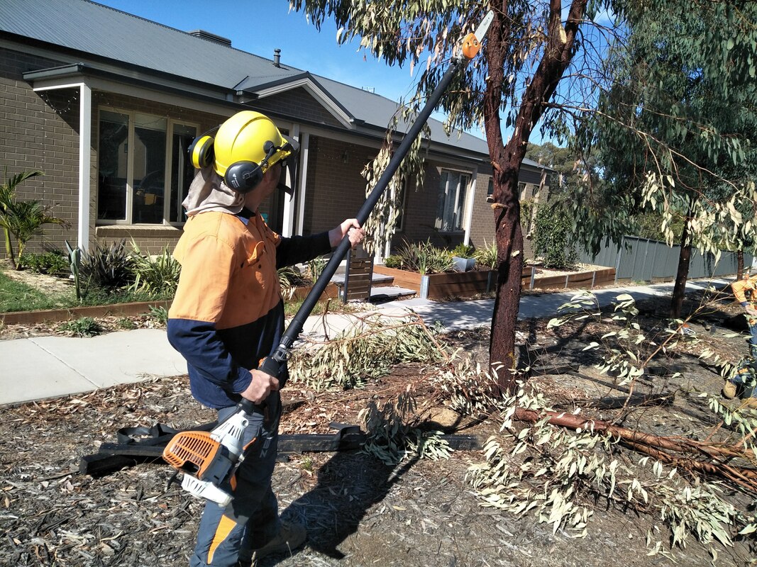 cutting tree with pole saw